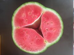 Sandia - Marta Rodriguez Vinuesa